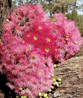 אילנות, 6-2014, צילום: © איילון כלב