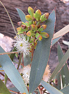 צילום: © שרה גולד   אילנות, 6-2014
© כל הזכויות שמורות לצלמים ולאתר צמח השדה.