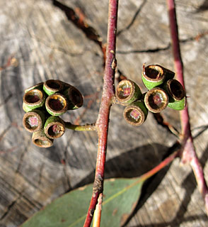 צילום: © שרה גולד   אילנות, 5-2014
© כל הזכויות שמורות לצלמים ולאתר צמח השדה.
