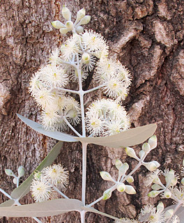 צילום: © שרה גולד   אילנות, 3-2014
© כל הזכויות שמורות לצלמים ולאתר צמח השדה.