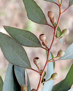 צילום: © שרה גולד   אילנות, 5-2014
© כל הזכויות שמורות לצלמים ולאתר צמח השדה.
