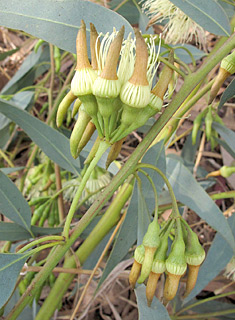 צילום: © שרה גולד   אילנות, 9-2014
© כל הזכויות שמורות לצלמים ולאתר צמח השדה.
