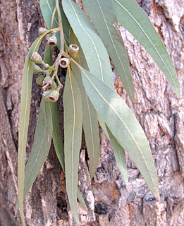 צילום: © שרה גולד   אילנות , 7-2014
© כל הזכויות שמורות לצלמים ולאתר צמח השדה.