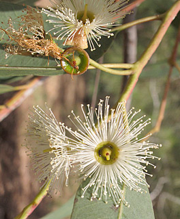 צילום: © שרה גולד   אילנות, 5-2015
© כל הזכויות שמורות לצלמים ולאתר צמח השדה.