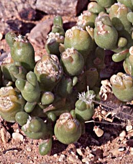 צילום: © עמיקם שוב