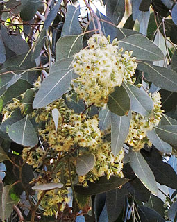 צילום: © שרה גולד   אילנות, 2-2014
© כל הזכויות שמורות לצלמים ולאתר צמח השדה.