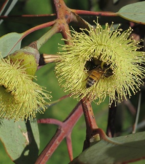 צילום: © שרה גולד   אילנות, 2-2014
© כל הזכויות שמורות לצלמים ולאתר צמח השדה.