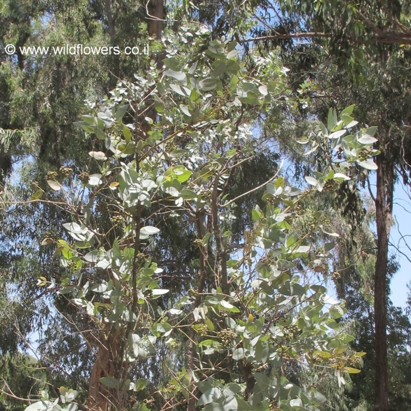 מראה כללי. צילום: נעם אביצל