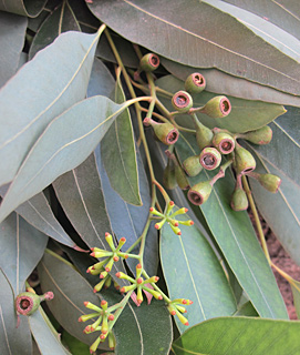 צילום: © שרה גולד   אילנות , 7-2914
© כל הזכויות שמורות לצלמים ולאתר צמח השדה.
