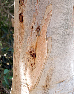 צילום: © שרה גולד   אילנות, 5-2015
© כל הזכויות שמורות לצלמים ולאתר צמח השדה.