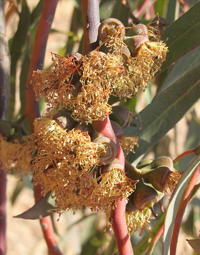 7-2014 . צילום: © שרה גולד  
