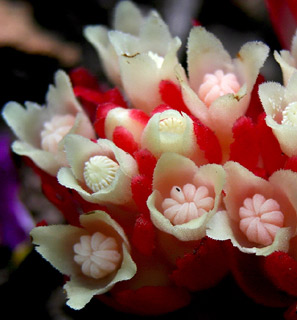 כרמל, 3-10. צילום: © אלי ליבנה