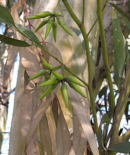 צילום: © שרה גולד   אילנות, 3-2014
© כל הזכויות שמורות לצלמים ולאתר צמח השדה.
