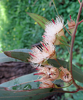 צילום: © שרה גולד   אילנות, 2-2014
© כל הזכויות שמורות לצלמים ולאתר צמח השדה.