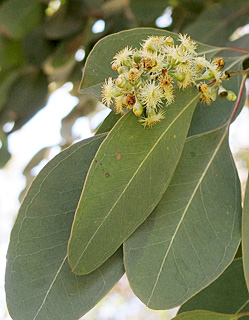 צילום: © שרה גולד   אילנות, 2-2014
© כל הזכויות שמורות לצלמים ולאתר צמח השדה.