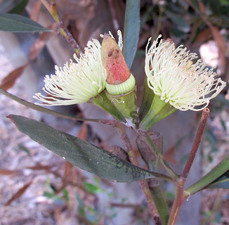 צילום: © שרה גולד   אילנות, 5-2014
© כל הזכויות שמורות לצלמים ולאתר צמח השדה.