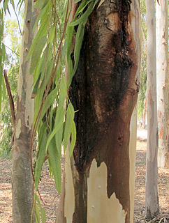 צילום: © שרה גולד   משתלת גילת , 7-2014
© כל הזכויות שמורות לצלמים ולאתר צמח השדה.