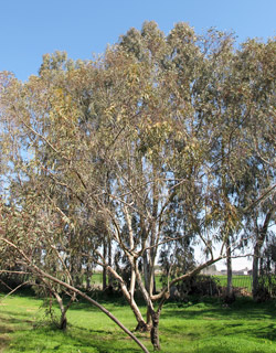 צילום: © שרה גולד   אילנות, 2-2014
© כל הזכויות שמורות לצלמים ולאתר צמח השדה.