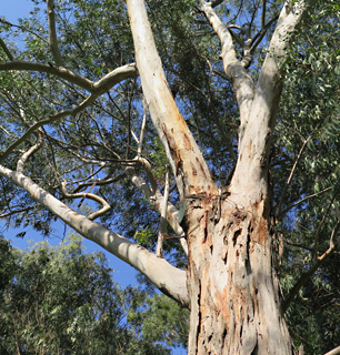 צילום: © שרה גולד   אילנות , 12-2014
© כל הזכויות שמורות לצלמים ולאתר צמח השדה.
