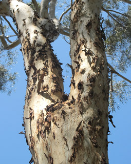 צילום: © שרה גולד.   אילנות, 3-2014
© כל הזכויות שמורות לצלמים ולאתר צמח השדה.