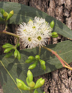 צילום: © שרה גולד.   אילנות , 6-2014
© כל הזכויות שמורות לצלמים ולאתר צמח השדה