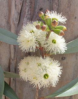 צילום: © שרה גולד   אילנות, 5-2014
© כל הזכויות שמורות לצלמים ולאתר צמח השדה.
