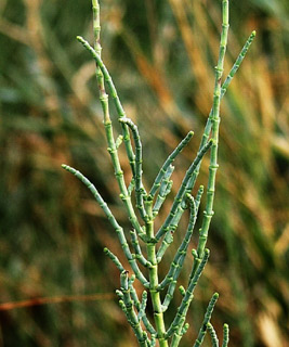 עיינות צוקים -ים המלח, נובמבר. צילום: © אלי ליבנה