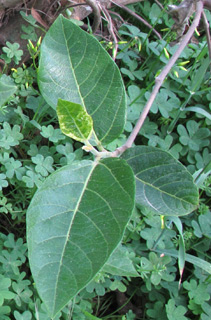 אילנות, 4-2014, 
צילום: © שרה גולד