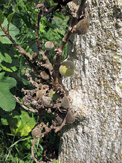 אילנות, 3-2014, צילום: © שרה גולד