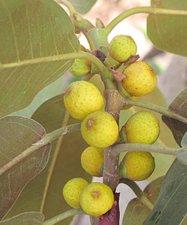  אילנות, 5-2014, צילום: © שרה גולד