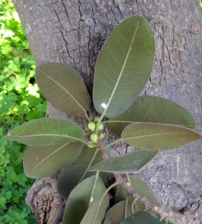 אילנות, 2-2014, צילום: © שרה גולד