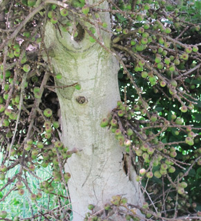 אילנות, 3-2014, צילום: © שרה גולד