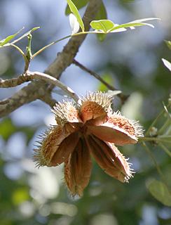 אילנות, 3-2014, צילום: © שרה גולד