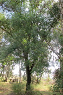  אילנות, 4-2014. צילום: © שרה גולד