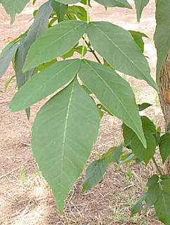  אילנות, 5-2014, צילום: © שרה גולד