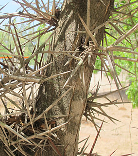 צילום: © שרה גולד  
© כל הזכויות שמורות לצלמים ולאתר צמח השדה