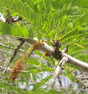 צילום: © שרה גולד   אילנות, 5-2014
© כל הזכויות שמורות לצלמים ולאתר צמח השדה.