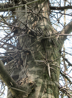 אילנות, 4-2014
© צילום: שרה גולד