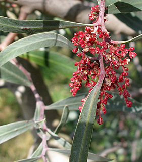 צילום: © שרה גולד   אילנות, 2-2014
© כל הזכויות שמורות לצלמים ולאתר צמח השדה.