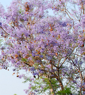 מושב סתריה, צילום: © סימה קגן