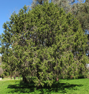 אילנות, 4-2-14, צילום: © שרה גולד