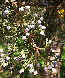 אילנות, 2-2014, צילום: © שרה גולד