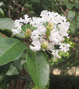 אילנות, 5-2014. צילום: © שרה גולד