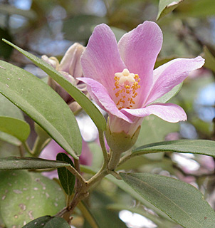 אילנות, 5-2014. צילום: © שרה גולד