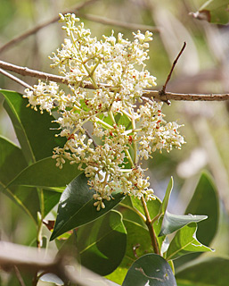 אילנות, 5-2014. צילום: © שרה גולד