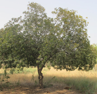 אילנות, 5-2014. צילום: © שרה גולד