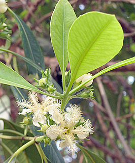 אילנות, 5-2014. צילום: © שרה גולד