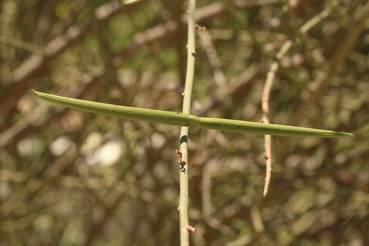 פירות. צילום: שרה גולד