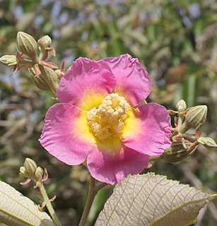 אילנות, 5-2014. צילום: © שרה גולד