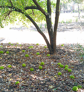 מקלורה זהובה, אילנות, צילום: © איילון כלב